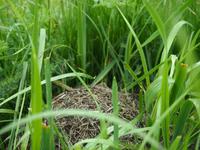 Tag 11 - Ameisenhaufen