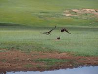 Tag 15 - Adler