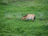 Tag 16 - Przewalski-Pferde