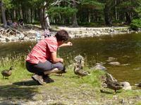Rothiemurchus Forest