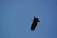 Seeadlersafari - Raftsund