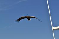 Seeadlersafari - Raftsund