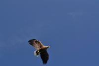 Seeadlersafari - Raftsund