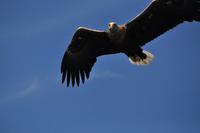 Seeadlersafari - Raftsund