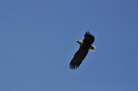 Seeadlersafari - Raftsund