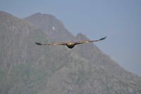 Seeadlersafari - Raftsund