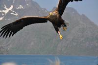 Seeadlersafari - Raftsund