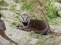 Durrell Wildlife Conservation Trust