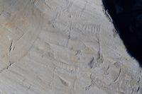 131 Felsritzungen im Altamuseum