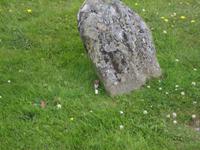 Wiesel am Culloden-Schlachfeld