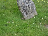 Neugieriges Wiesel am Culloden-Schlachtfeld