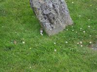 Wiesel am Culloden-Schlachfeld
