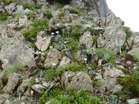 Rochers de Naye - Alpengarten 