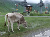 Auch die Kühe würden gern Seilbahn fahren