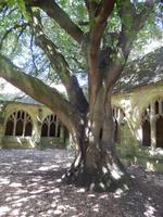 lter Baum im Hof des New College, Drehort für die Frettchen-Szene mit Draco und Professor Moody - Oxford