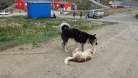 Huskies in Tasiilaq