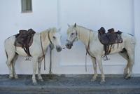 Zwei Carmargue-Pferde bei der Mittagspause