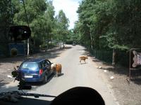 Impressionen aus dem Serengetipark Hodenhagen