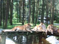 Impressionen aus dem Serengetipark Hodenhagen