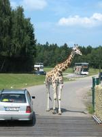 Impressionen aus dem Serengetipark Hodenhagen