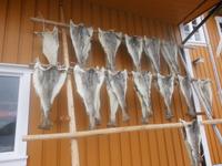 Stockfisch in Sarisøya