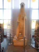 Eisbär im Polarkreiszentrum Saltfjell