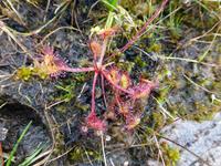 Healy Pass - Sonnentau
