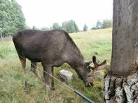 Grönäsens Älgpark