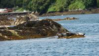 Garinish Island 
