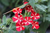 Schloss Heidecksburg - Montag