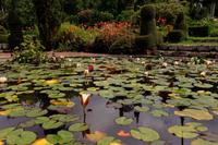 Seerosen im Palheiro Garden