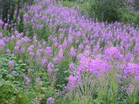 Waldweidenröschen