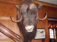 Moschusochse in Geilo