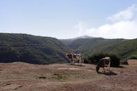 Kühe im Hochplateau Paul da Serra