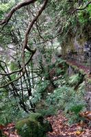 Wanderung entlang der Levada do Caldeirao Verde