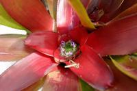 Blumenpracht