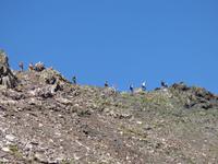 Gipfelstürmer stürmen den Gipfel // Pic de Serrera (2913m)