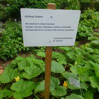 Mainz am Domplatz - Garten für Jedermann zum Ernten