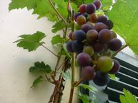 Weinrebe an Hauswand