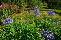 198 Afrikanische Liebesblumen und Türkenbund