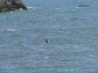 Unser kleiner Kumpel - die Robbe