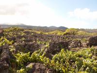 Azoren August 2014 522/ Weinanbau auf Pico