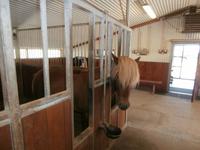 Islands Pferde in Flugumyri