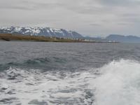 Walwatching in Asbyrgi