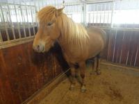 Rundreise Island – Naturparadies im Atlantik