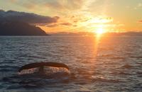 Rundreise Island – Naturparadies im Atlantik