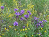 Russland, Baikalsee, Polovinnia, Blumen an der Bahnstrecke