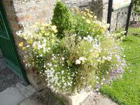 Schöne Blumen am Garten