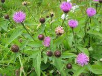 Pflanzenwelt am Glen Coe