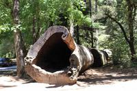 Hohler Baumstamm eines Rotholzes